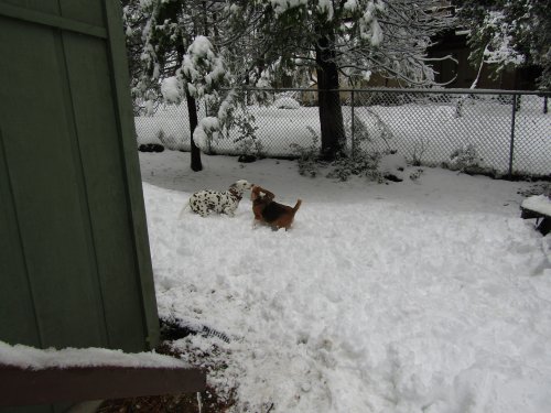 Dixie and Blake playing in snow